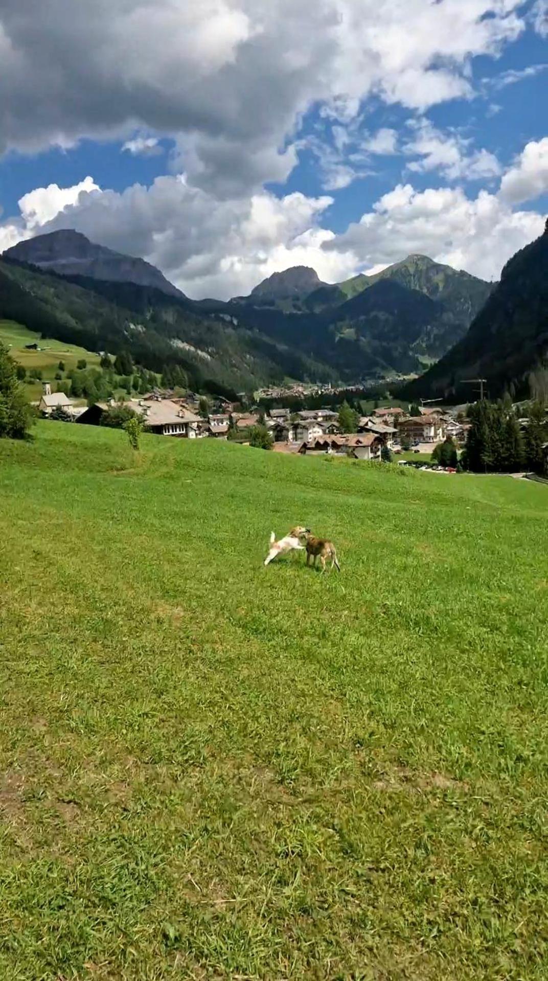 Cesa Cherpei - Dog Friendly Campitello di Fassa Zewnętrze zdjęcie